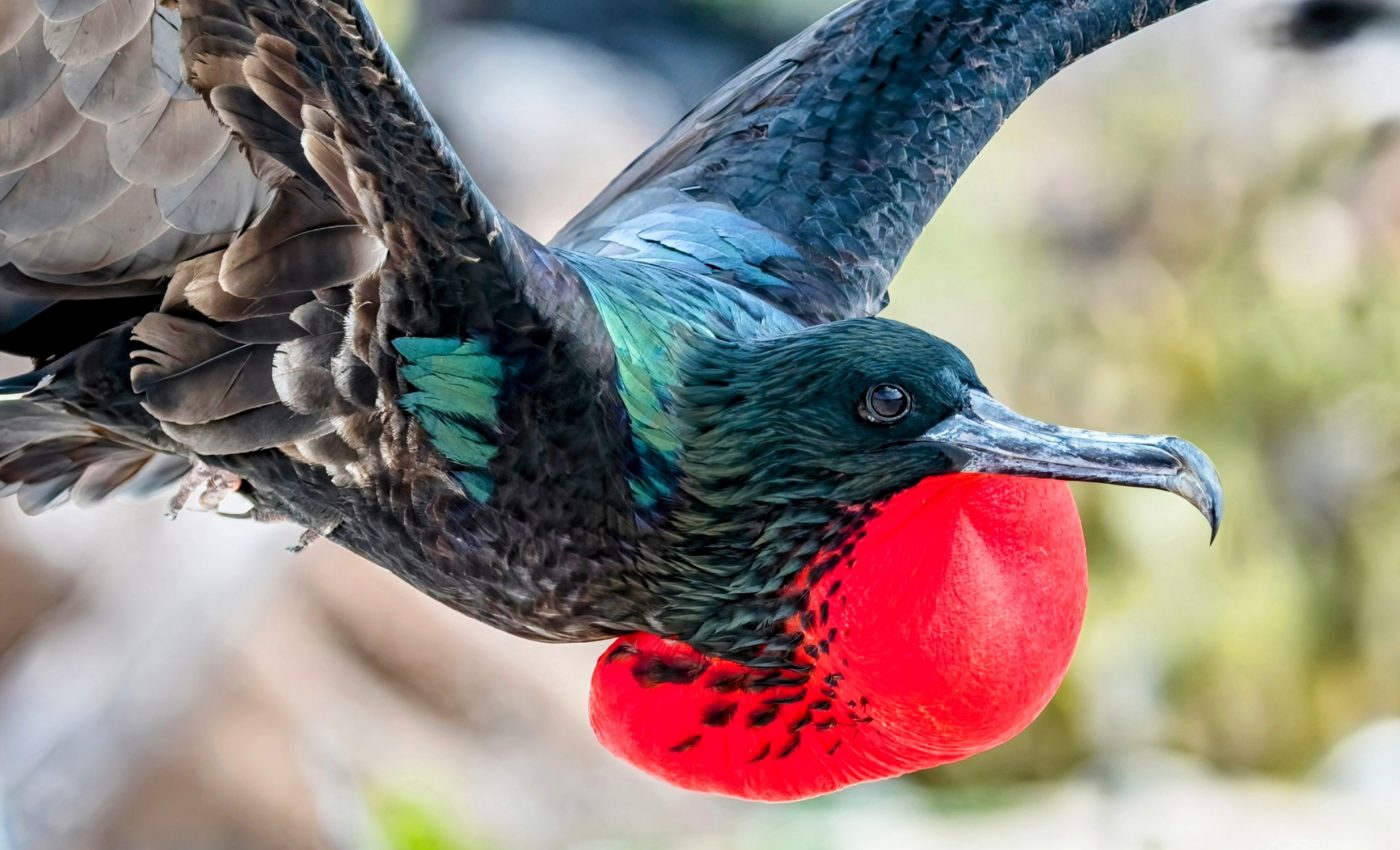 Pirate birds who steal food are spreading a deadly flu strain