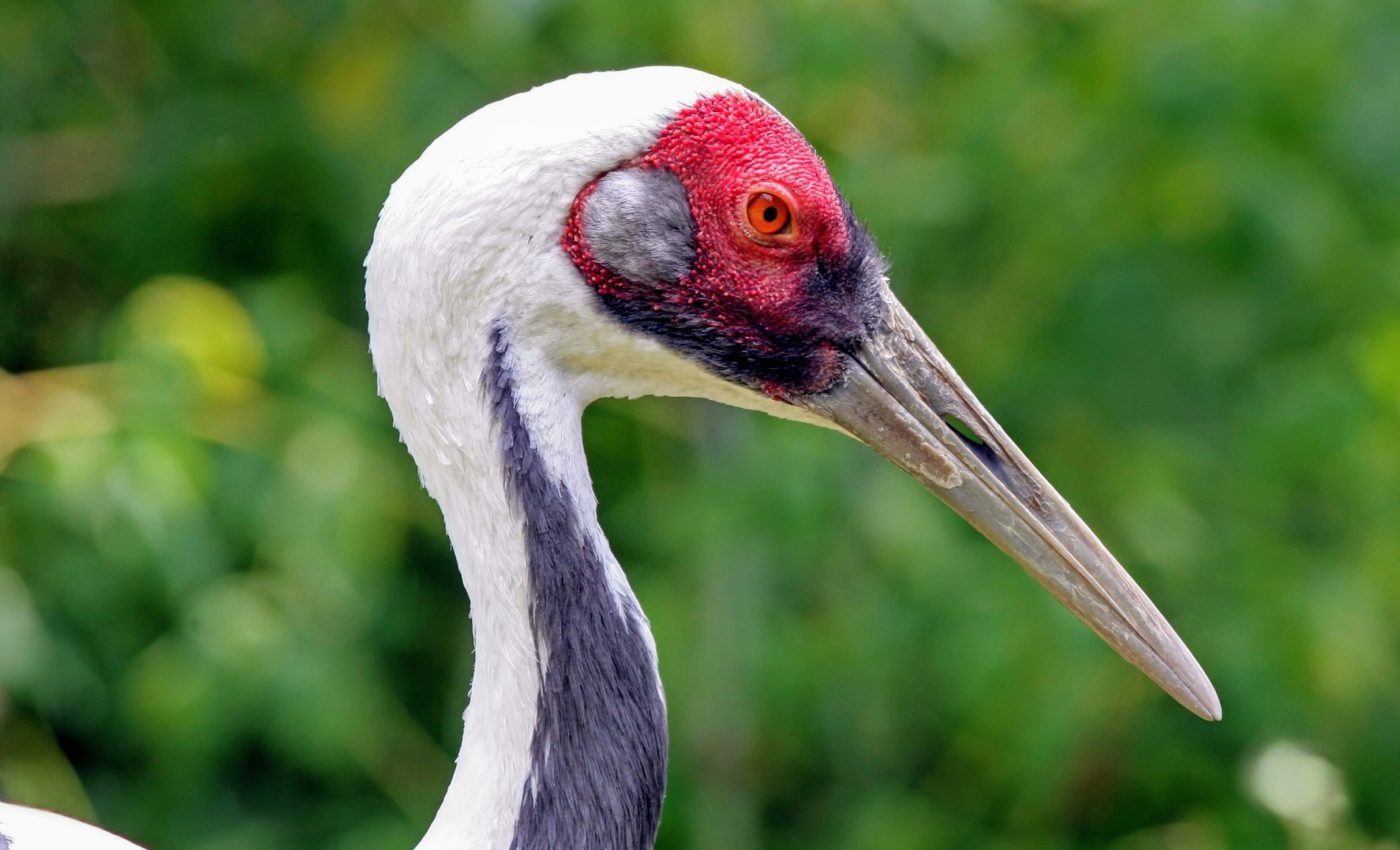 How do cranes meet their needs in complex environments?