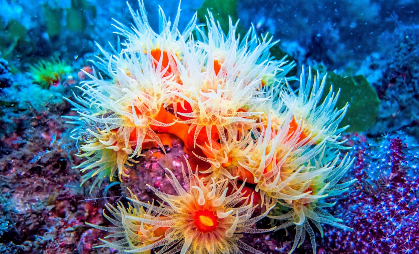 Corals are absorbing human drugs, and not just in shallow water