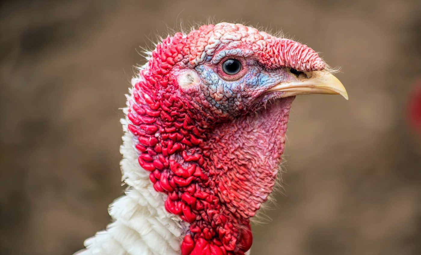 Efforts to control bird flu are not working: Are humans next?