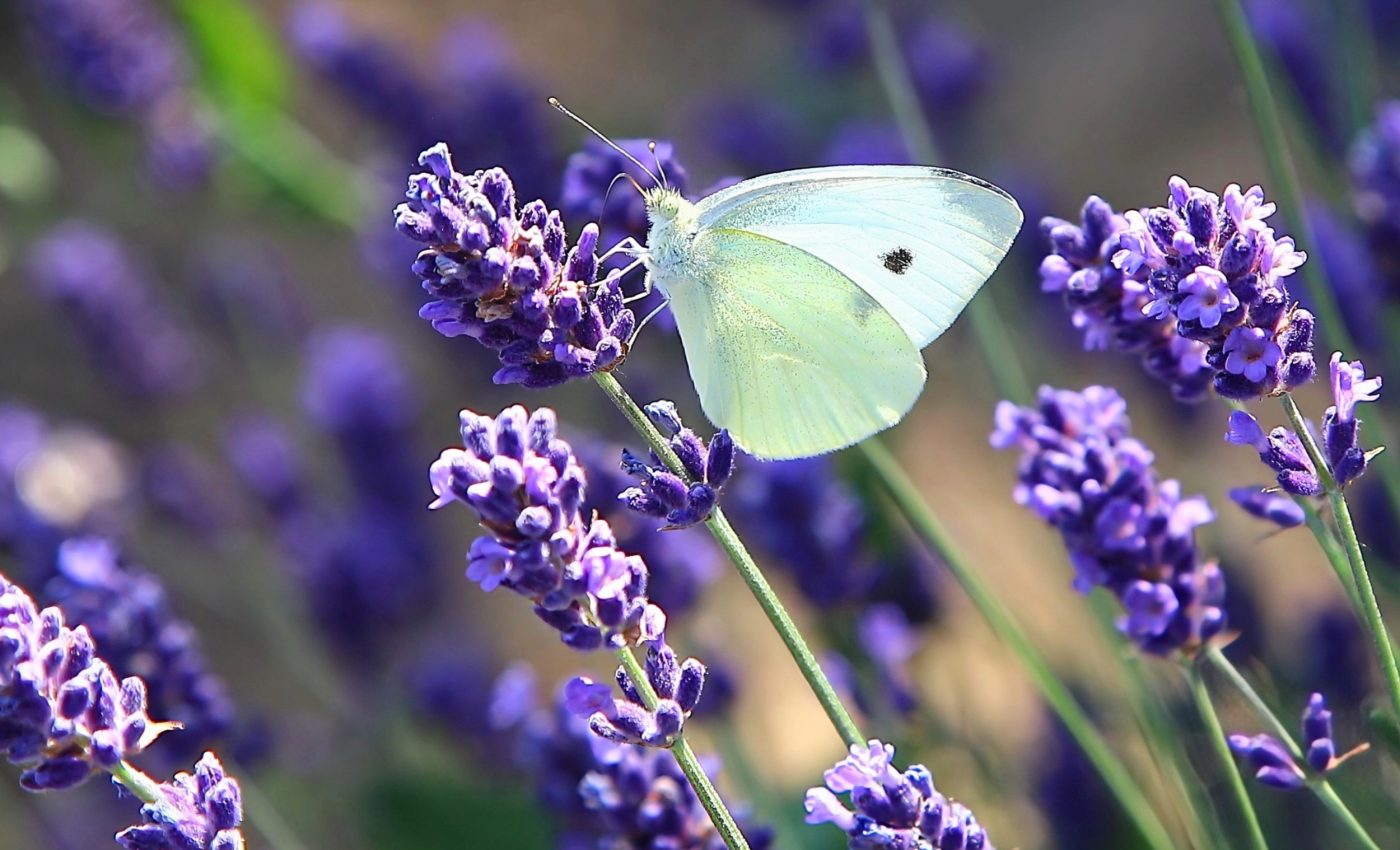 Butterfly's rapid expansion led to lower genetic diversity 