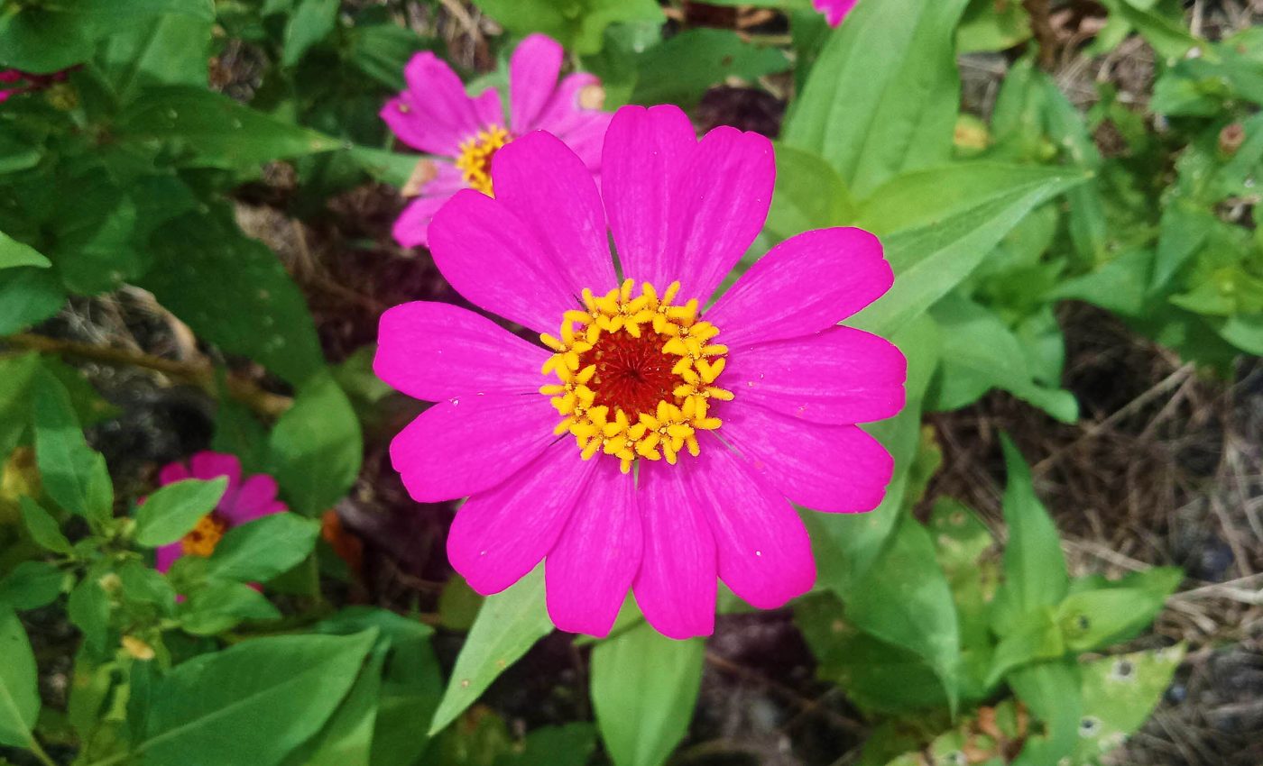 Asteraceae is the world's most diverse flowering plant family
