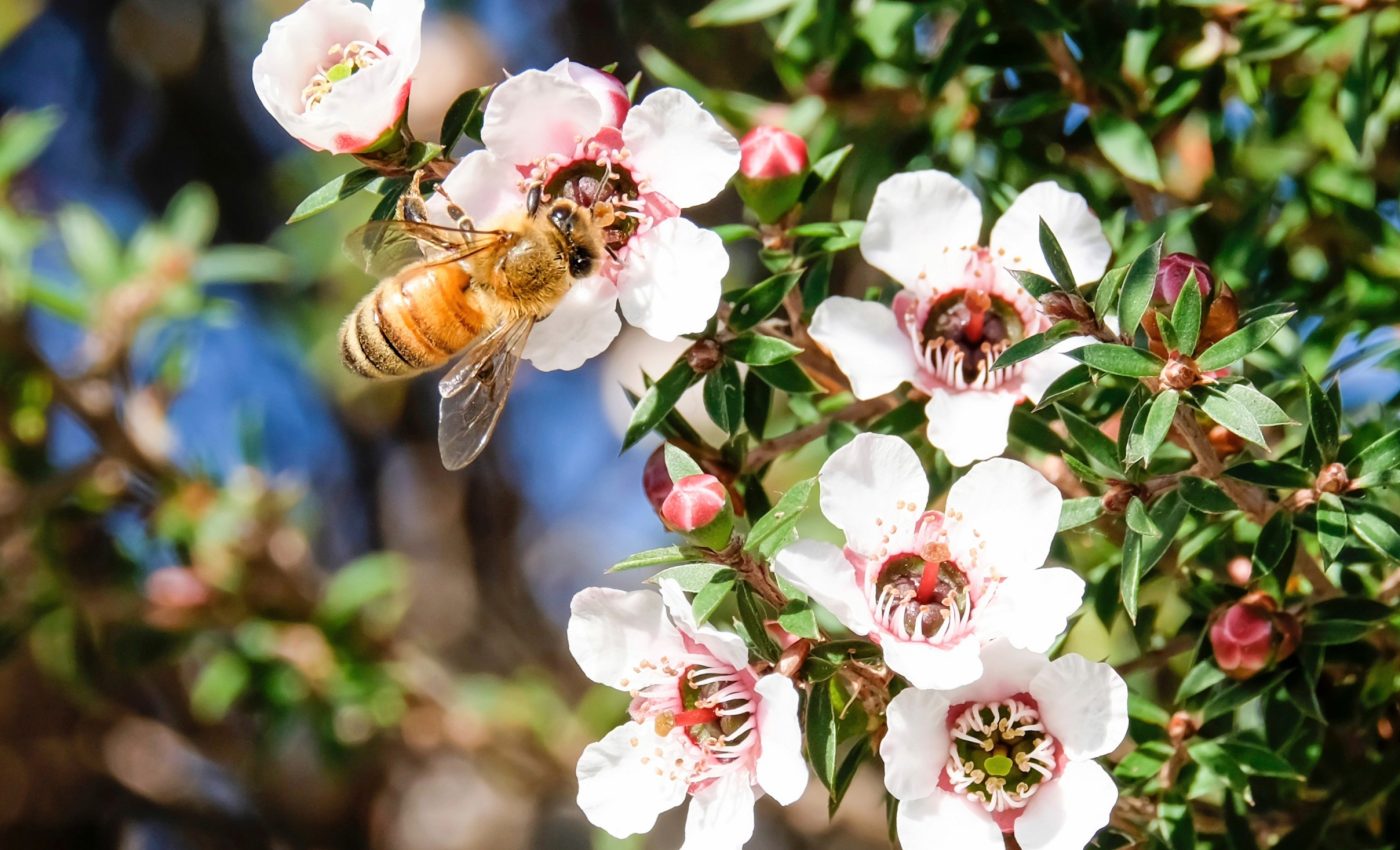 Good nutrition is key to honey bee survival