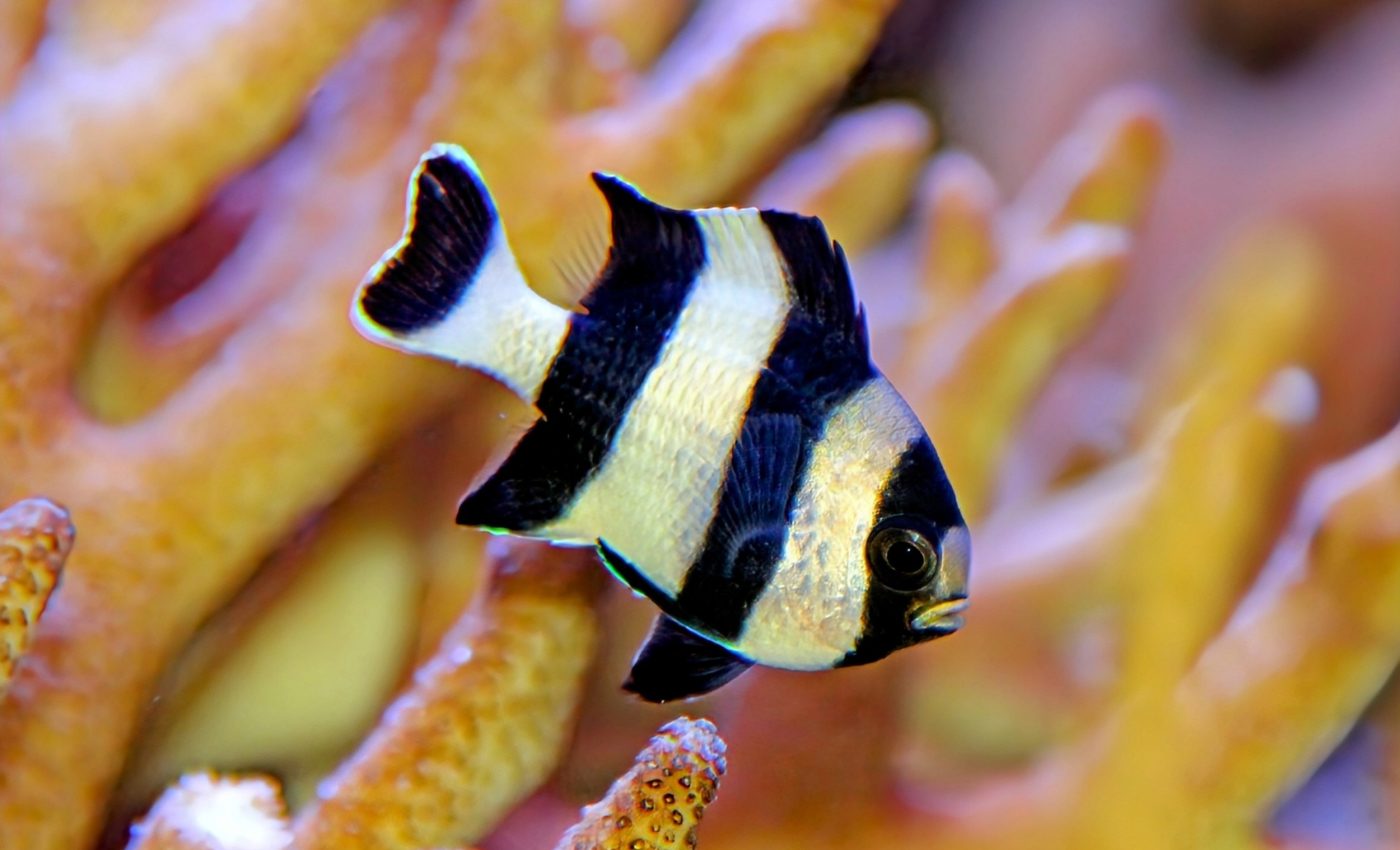 Fish use a 'motion dazzle' strategy to outsmart predators