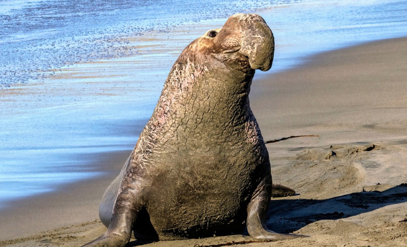 Elephant seals have genetic scars from intense hunting