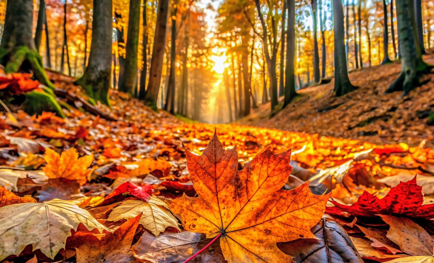 Forests are more resilient to change than we thought