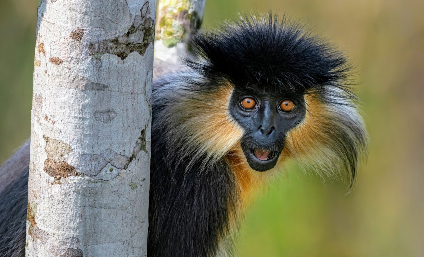Forest loss is forcing endangered primates to interbreed