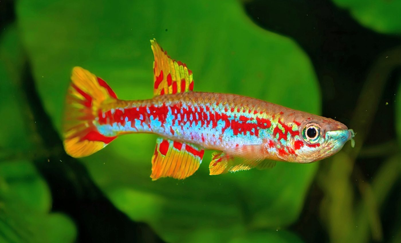 Secrets of killifish regeneration may help us heal humans