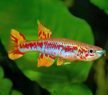 2024/09/Killifish-regeneration.jpg