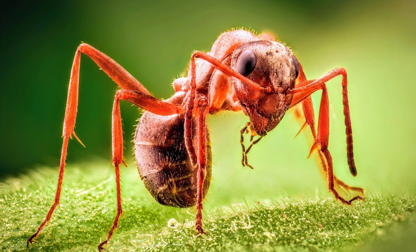Ant queens turn to cannibalism for controlling disease in their colonies