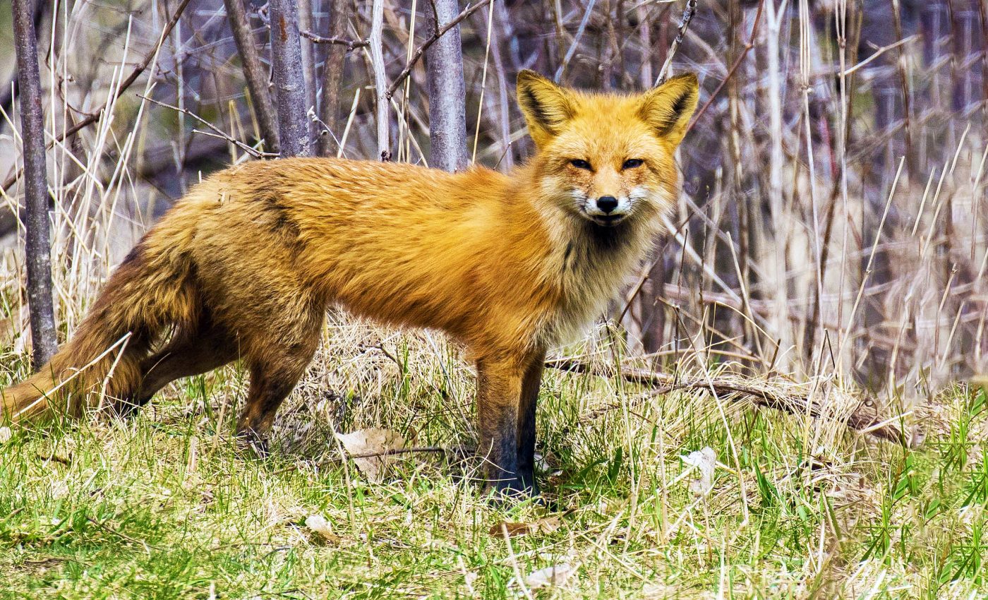 Red foxes need a genetic rescue as they edge near extinction