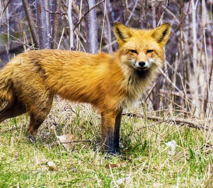 2024/09/red-fox_montane_genetic-rescue_1m.jpg