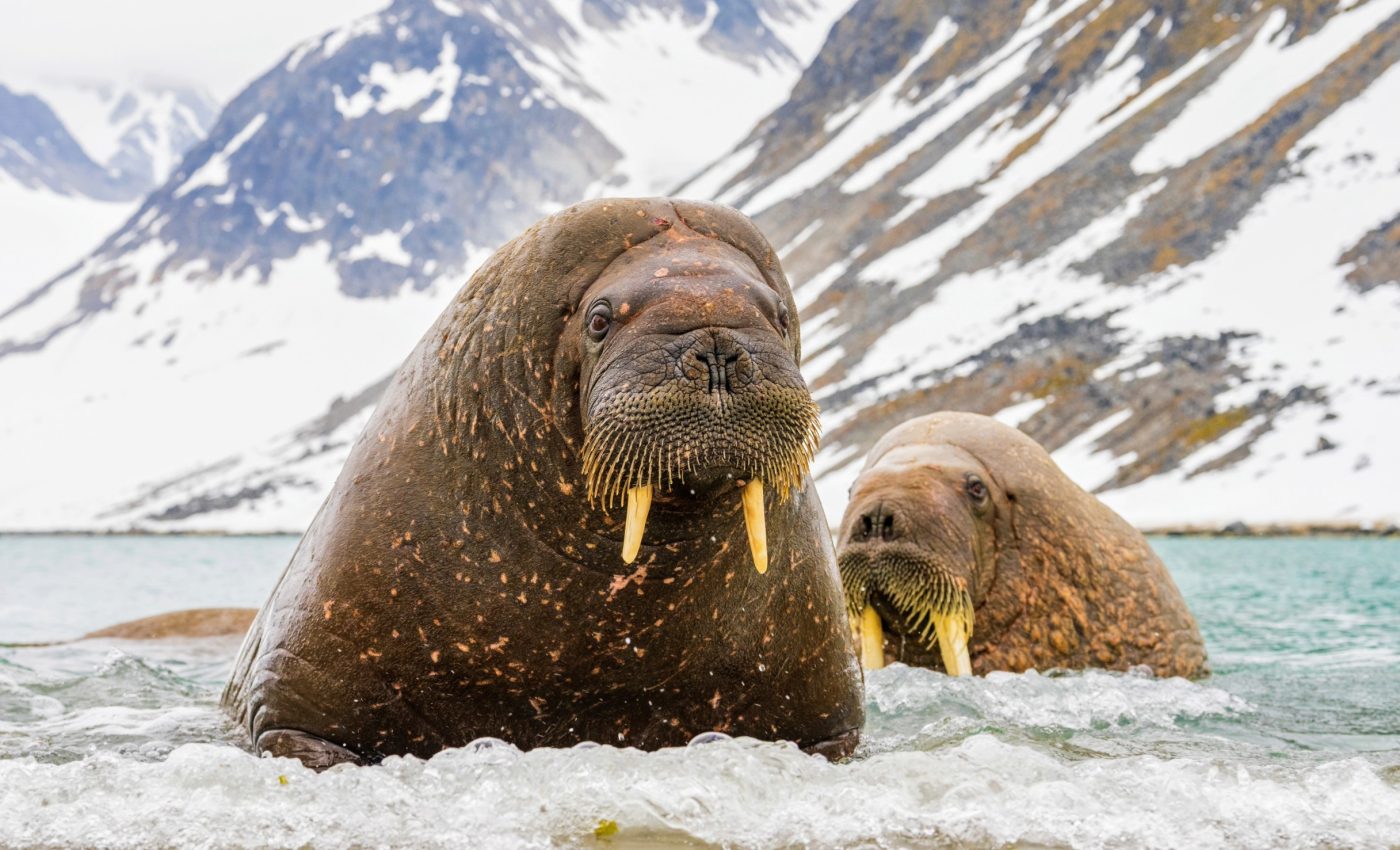 Arctic sea ice is headed toward a historic low