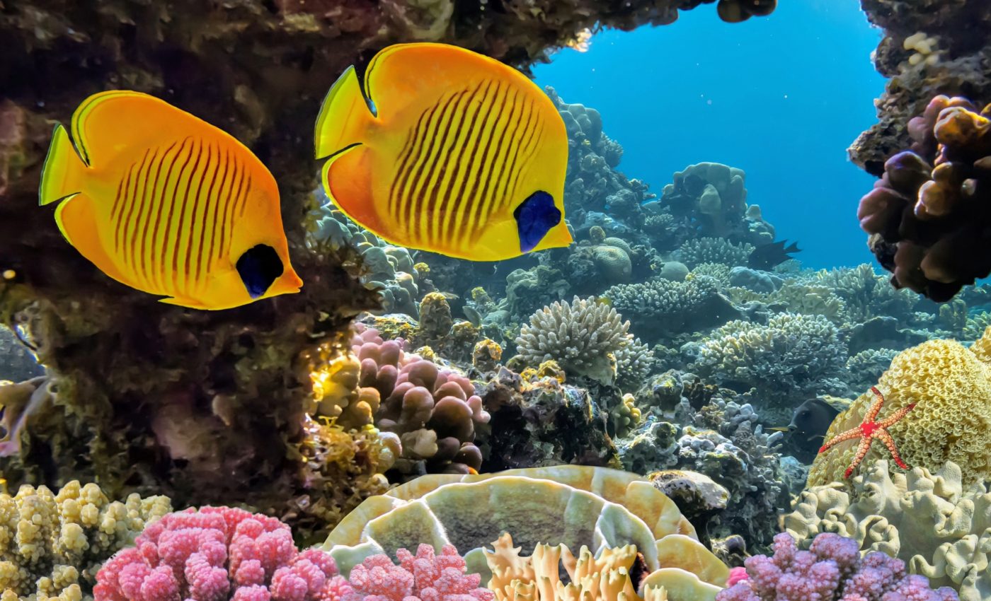 Protecting coral reefs is a matter of humans rights