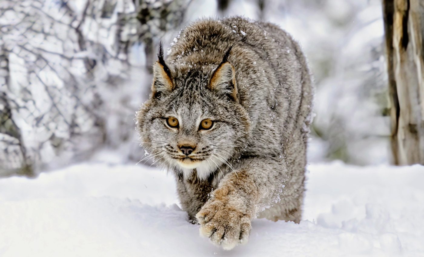 Canada lynx survival linked to life cycle of snowshoe hares