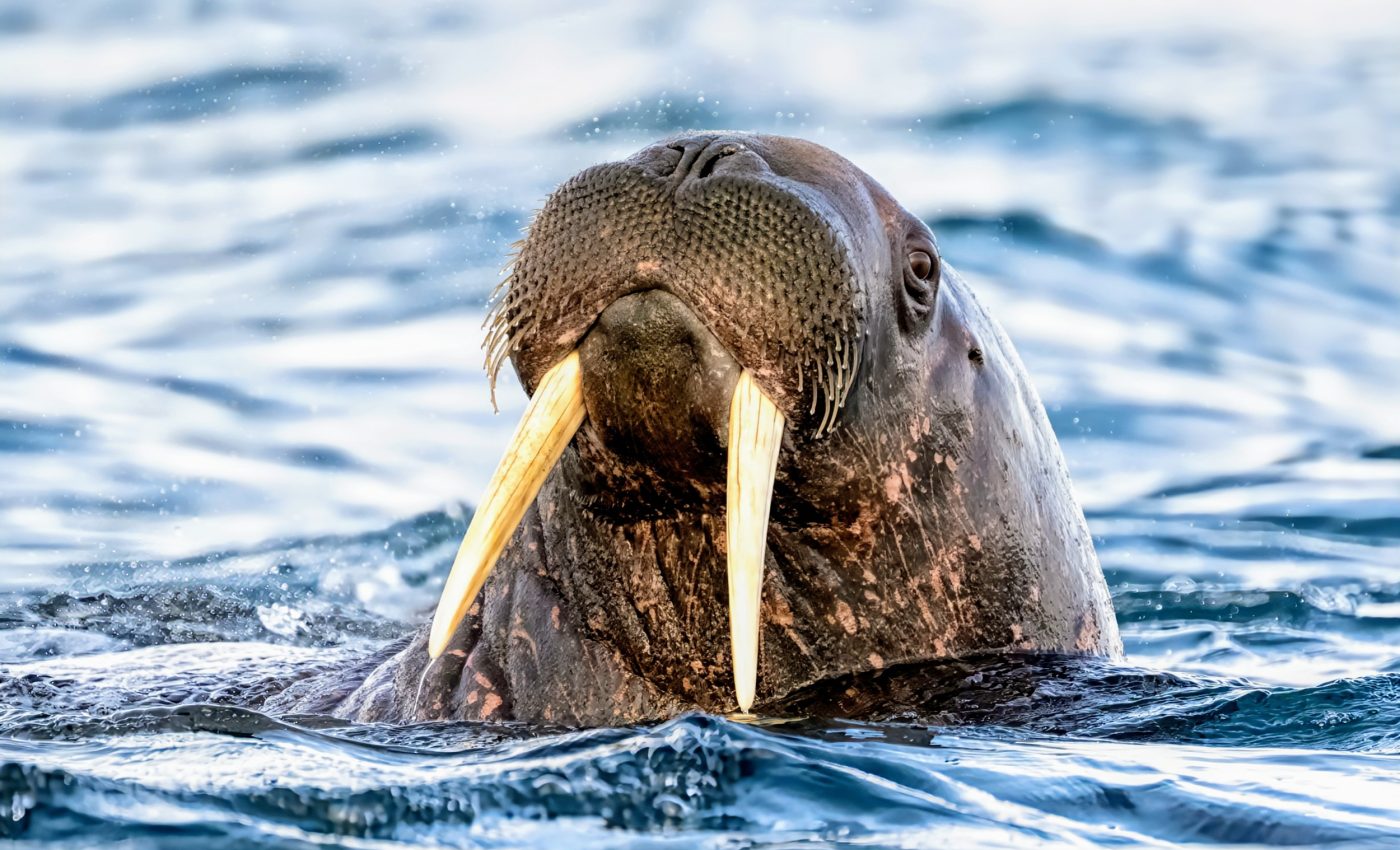 The Vikings traveled great distances to hunt walruses for ivory