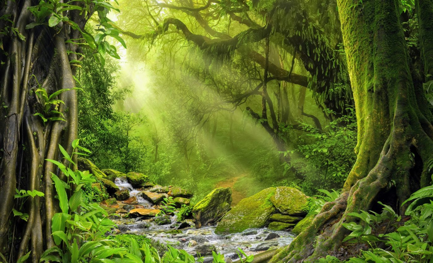 Plant diversity 'darkspots' need urgent attention