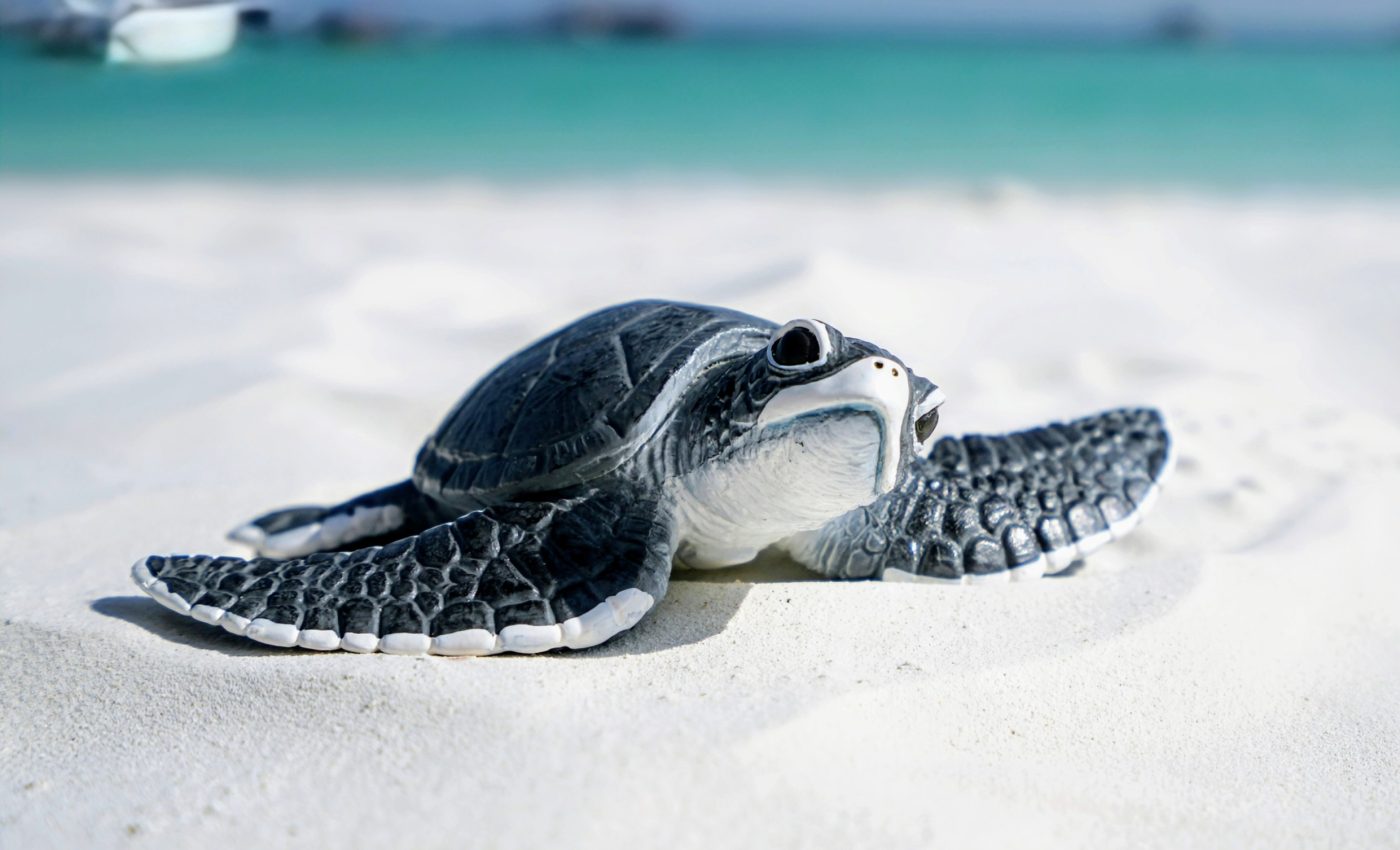 Tiny 'backpacks' record the movements of sea turtle hatchlings