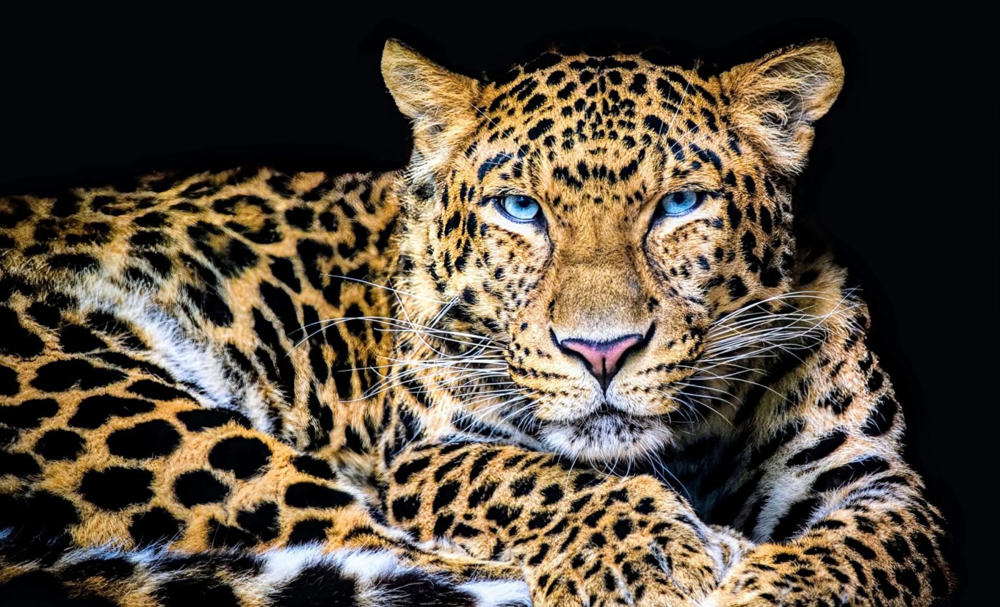 How wild cats got their striking eye colors