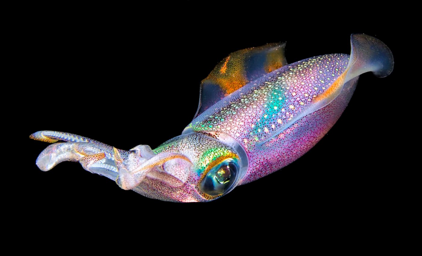 Squids inspire clothing with temperature control