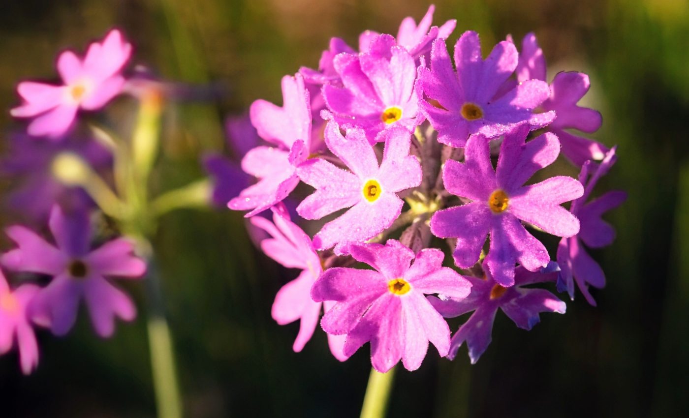 Climate change is happening too fast for some species to adapt