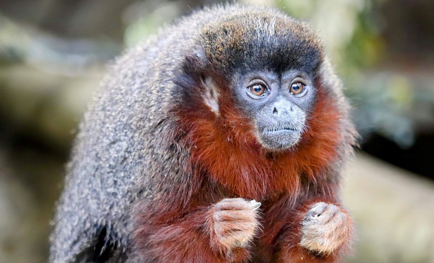 Fossils reveal the lifestyle of an extinct Caribbean monkey