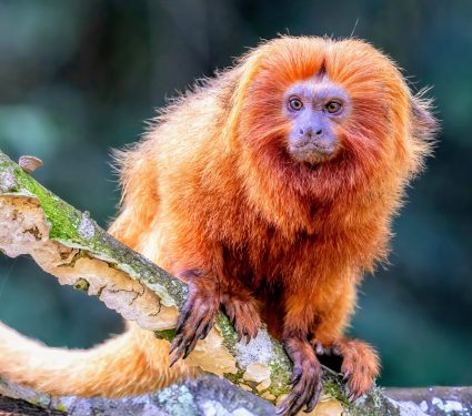 2024/10/Climate-change-primate.jpg