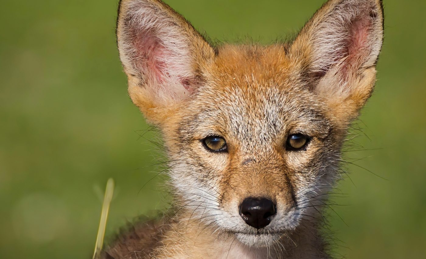 Coyotes can make puppy dog eyes too