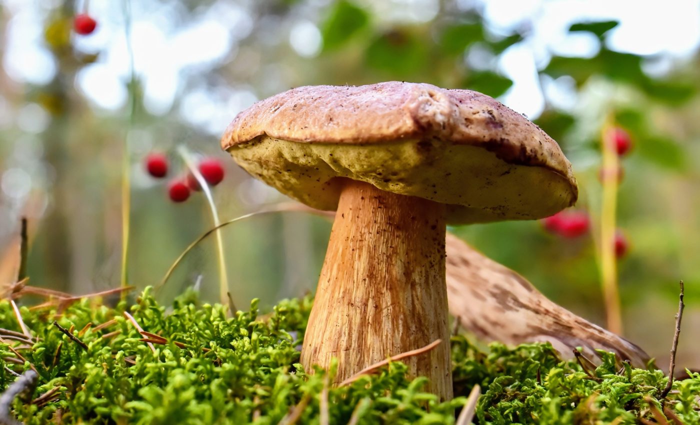 Plants transfer massive amounts of carbon to fungi