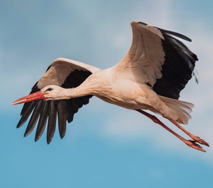 2024/10/White-stork.jpg