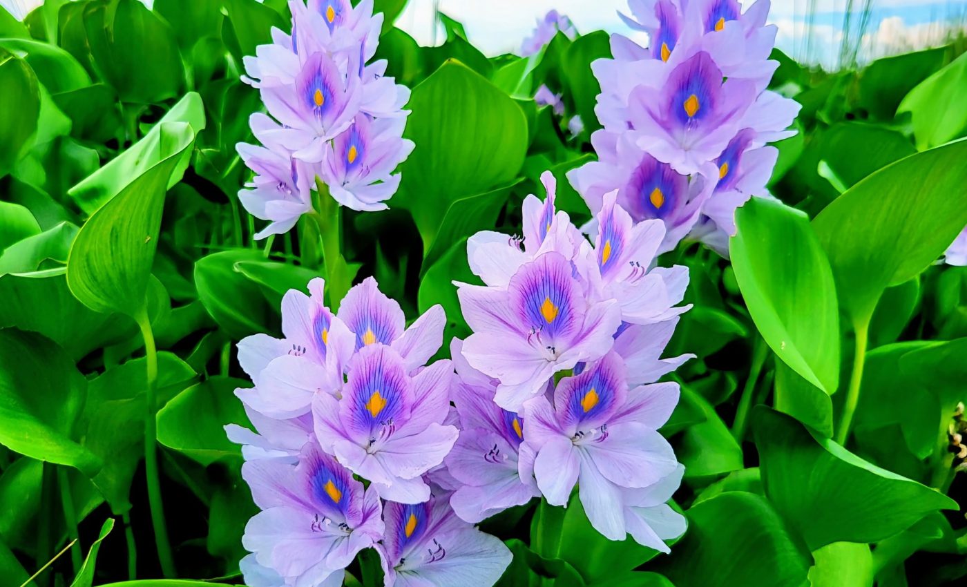 Plants could help remove nanoplastics from the environment