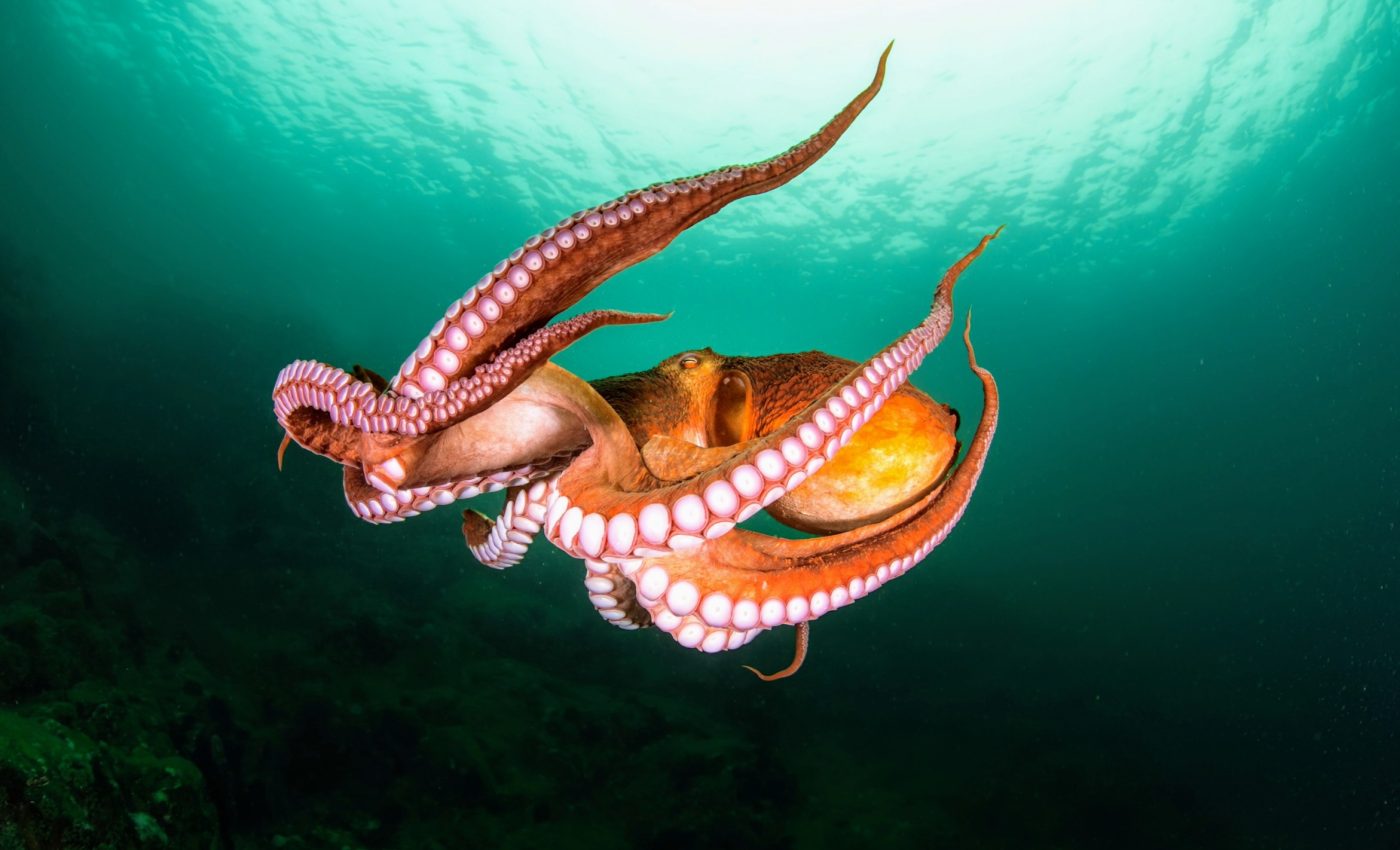 World Octopus Day: The intelligent creatures of the sea