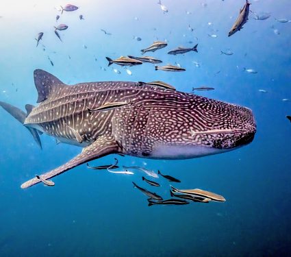 2024/10/Whale-sharks.jpg