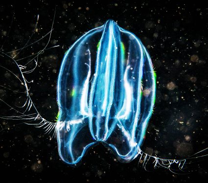 Comb,Jelly,Drifting,Underwater,In,The,Ocean,Water,Column