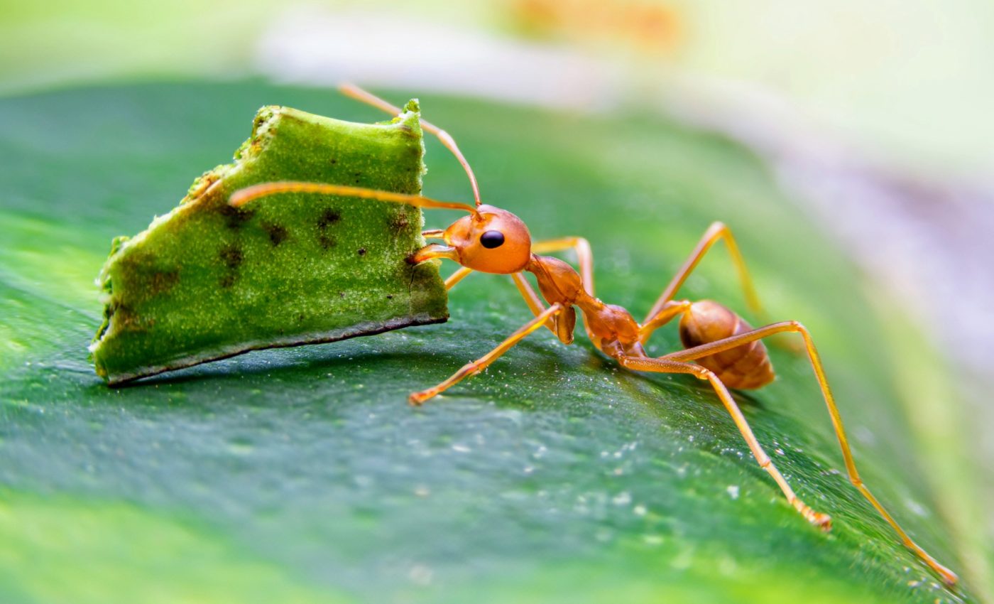 Dinosaur extinction led to the emergence of ‘ant agriculture’