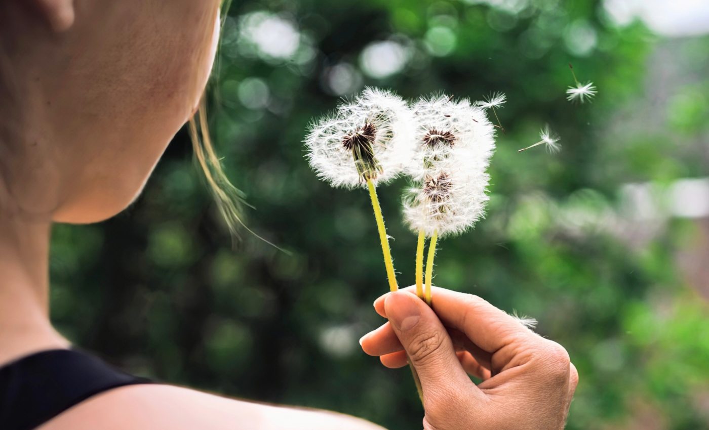 Fossil reveals how plants use winged seeds to expand their habitats