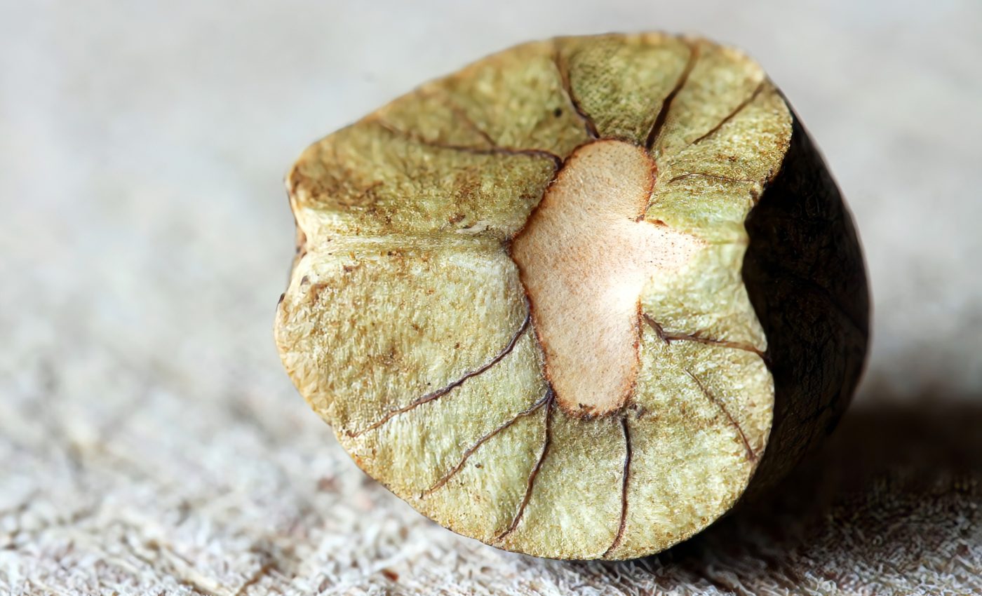 What makes Mexican jumping beans jump?