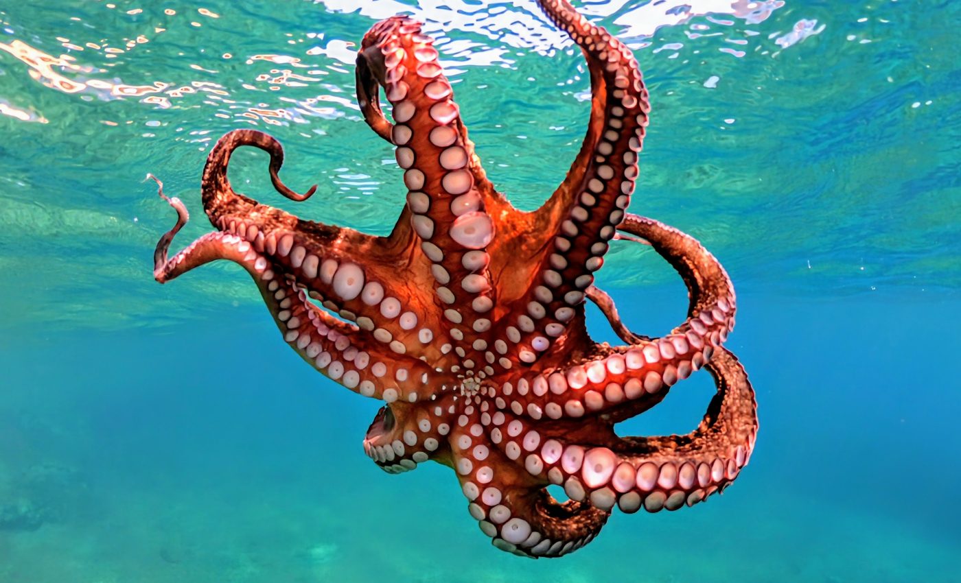 Octopus suckers: The future of underwater adhesives