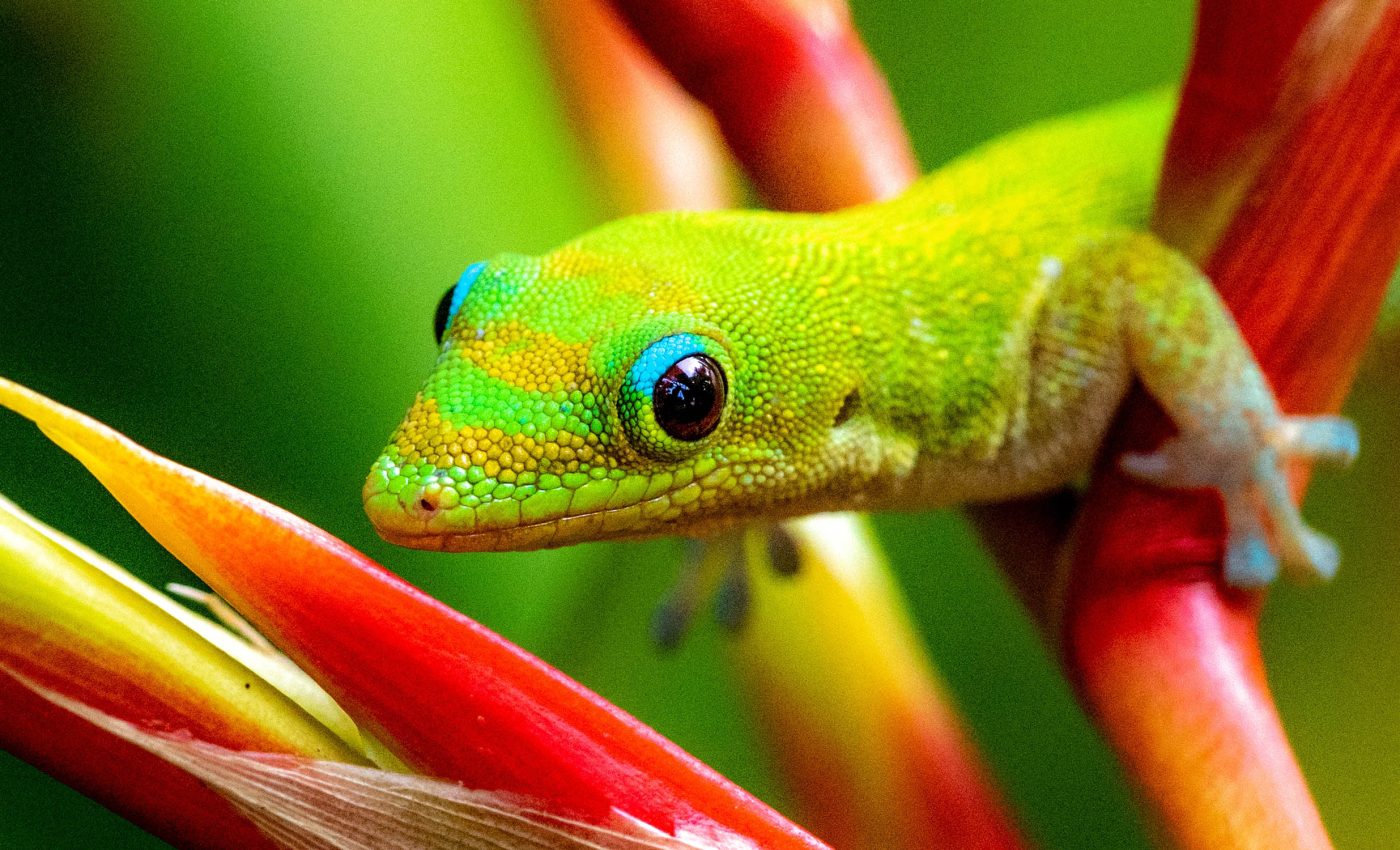 Geckos have a hidden 'sixth sense' that's challenging our grasp of animal perception