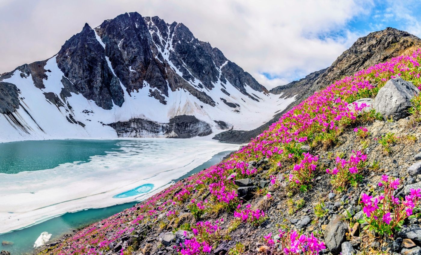 Arctic ecosystem stability threatened by declining plant resilience 