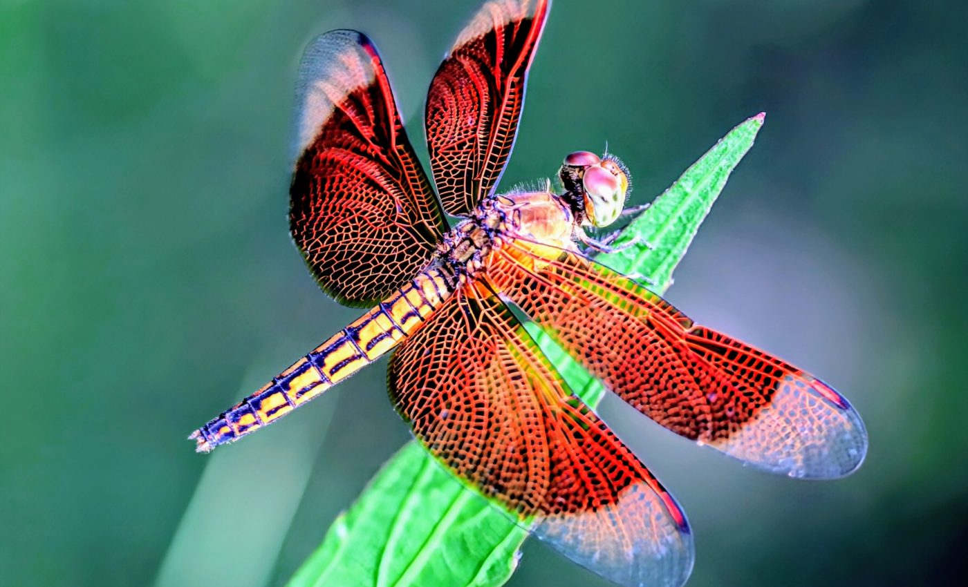 Wing coloration helps dragonflies withstand heat