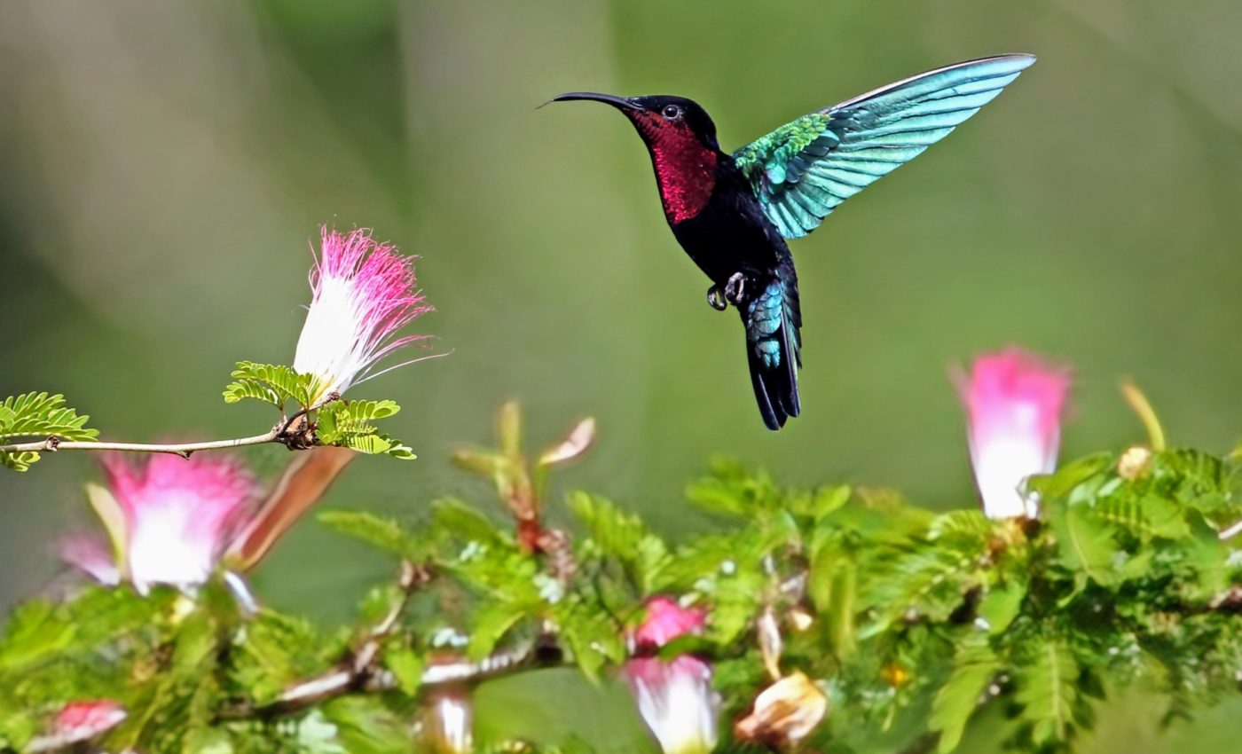 Ecosystems are more resilient than expected after natural disasters 
