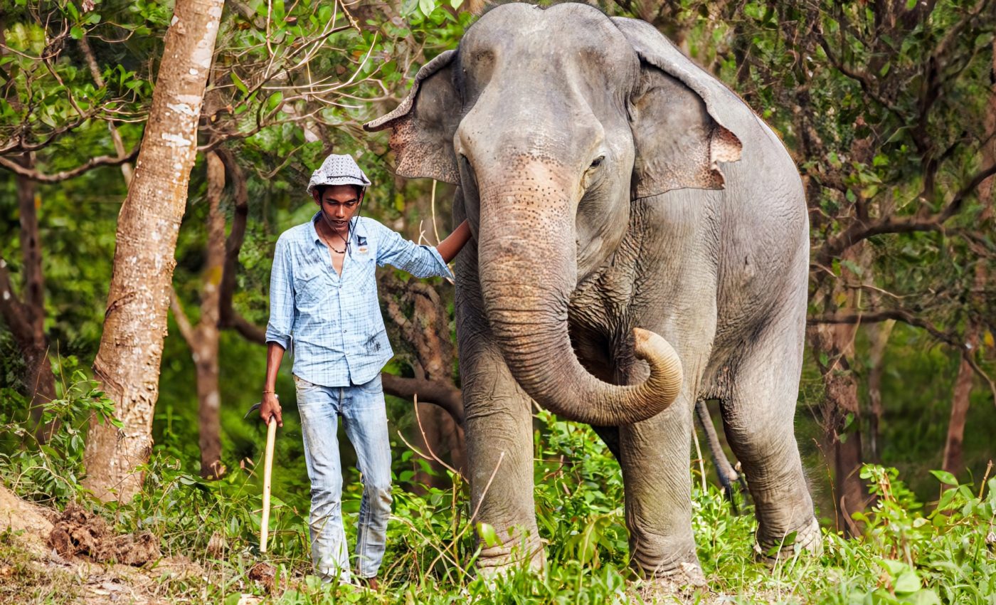 Elephants remember the scent of their keepers for decades 