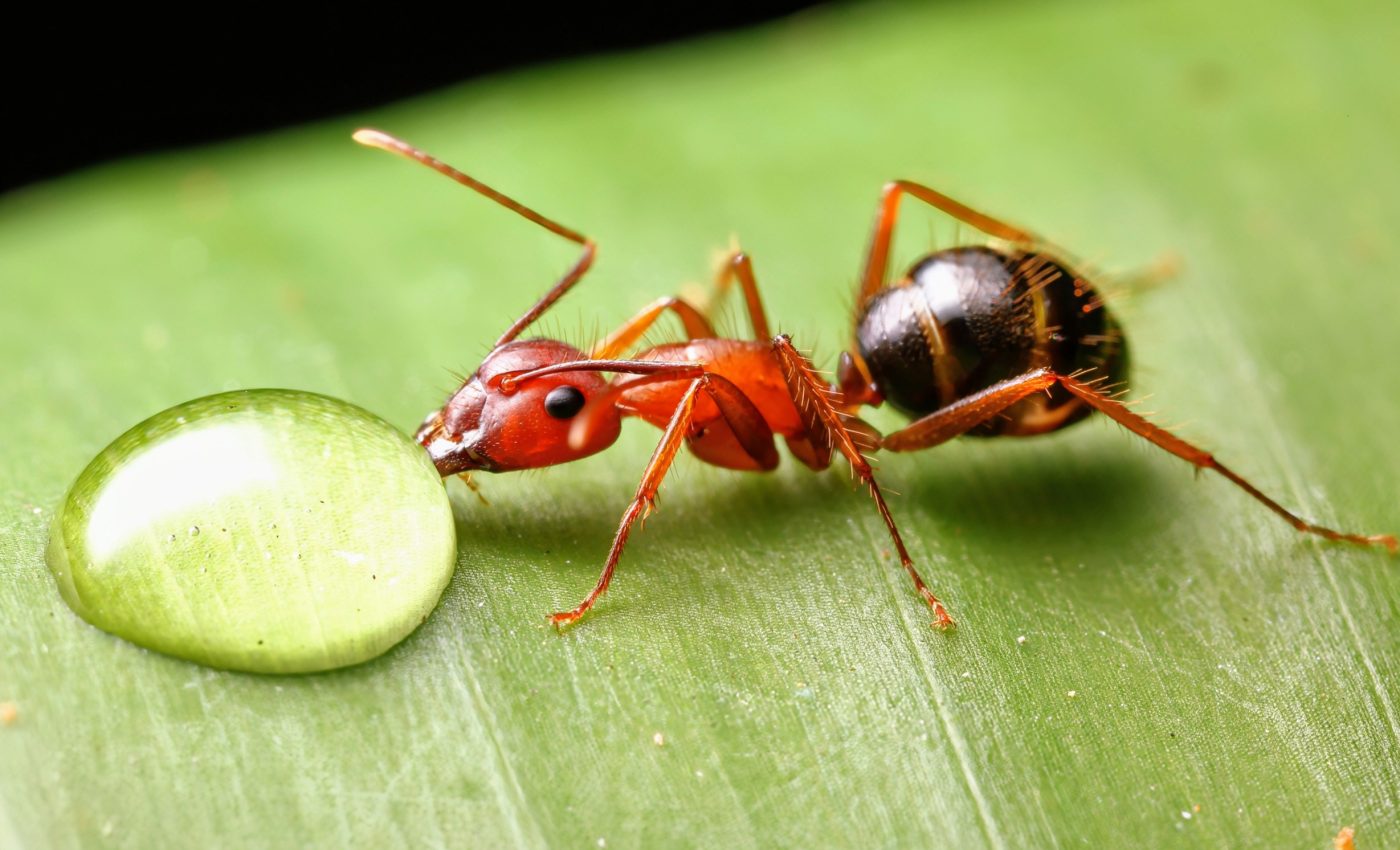 Climate change is destabilizing ant-plant relationships