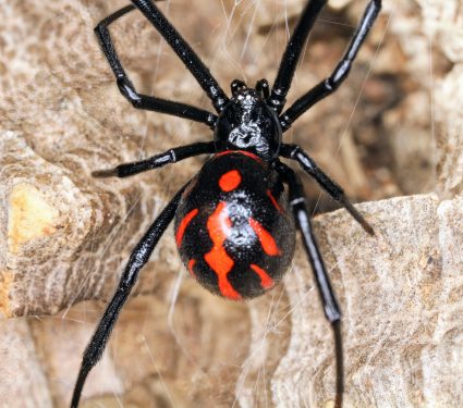 2024/10/Black-widow-venom.jpg