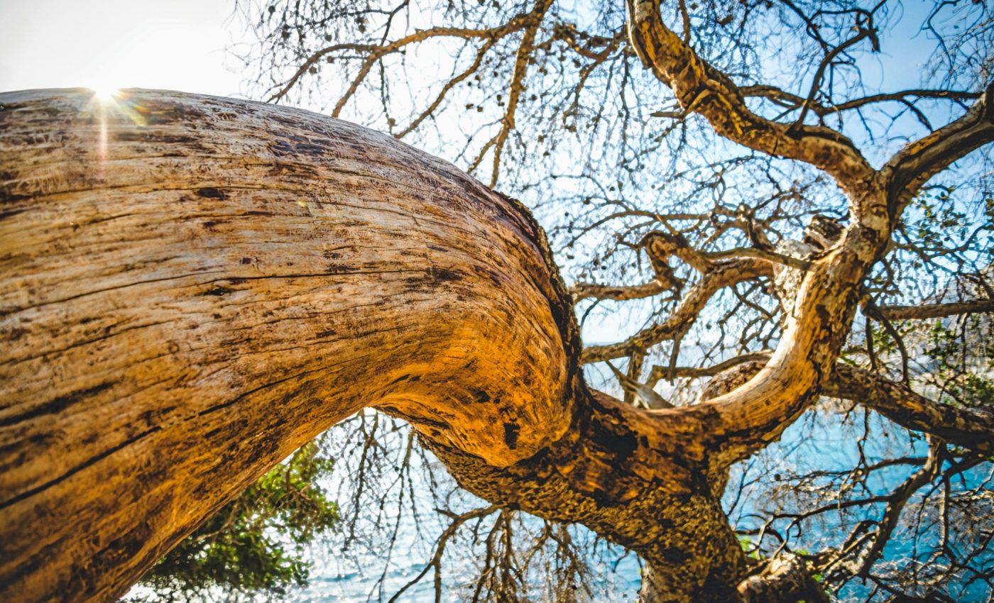 Can trees protect their genetic diversity for millions of years?