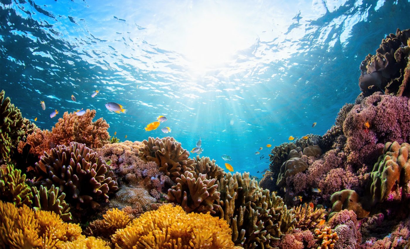 Can we save coral reefs with selective breeding?