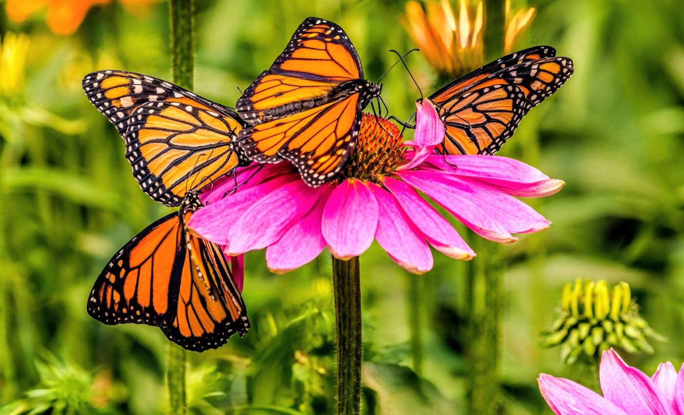 Why are monarch butterflies vanishing in the winter?