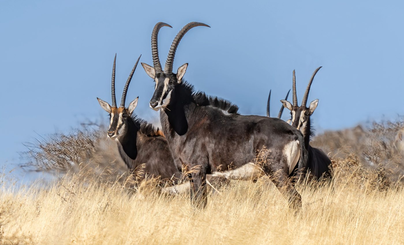 Grasslands are racing to adapt to climate shifts