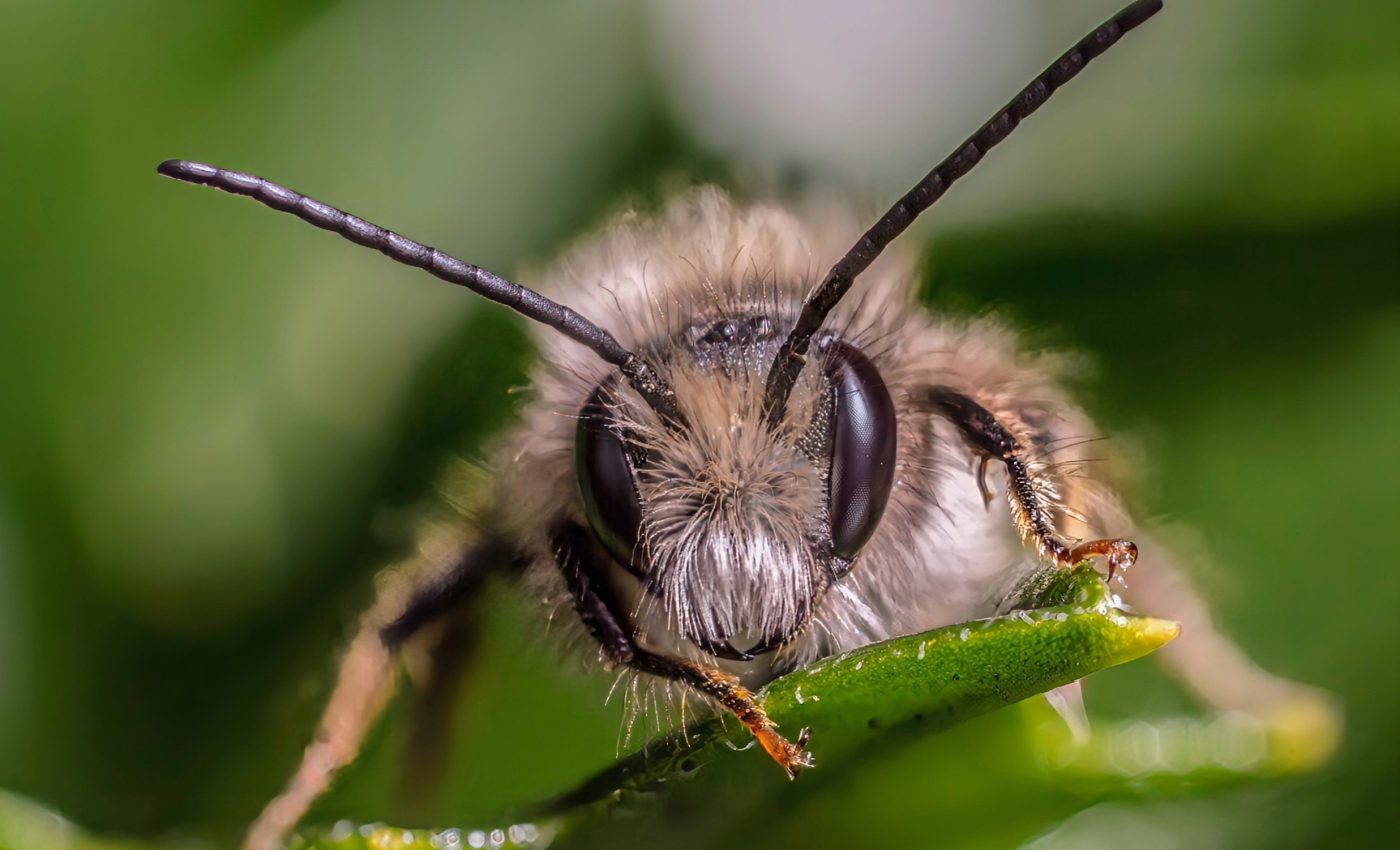 Bees are the latest victims of plastic pollution 
